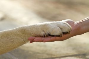 Pet Coletivo - Protetores de animais